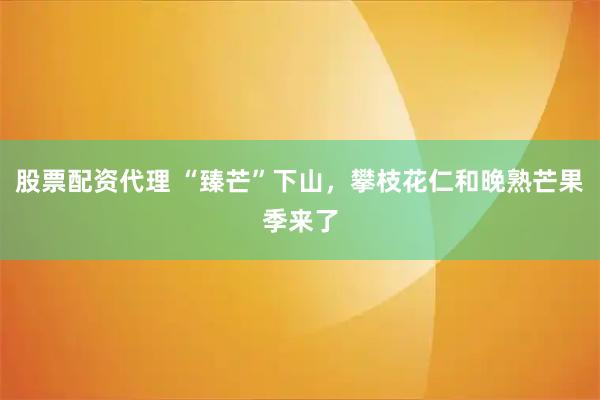 股票配资代理 “臻芒”下山，攀枝花仁和晚熟芒果季来了