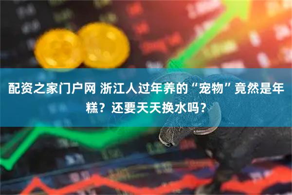 配资之家门户网 浙江人过年养的“宠物”竟然是年糕？还要天天换水吗？
